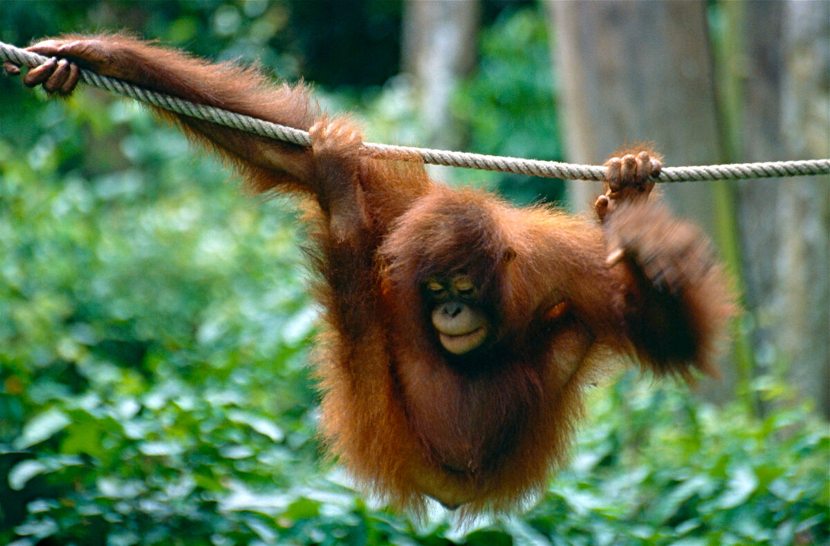 Borneo (Sabah and Sarawak)